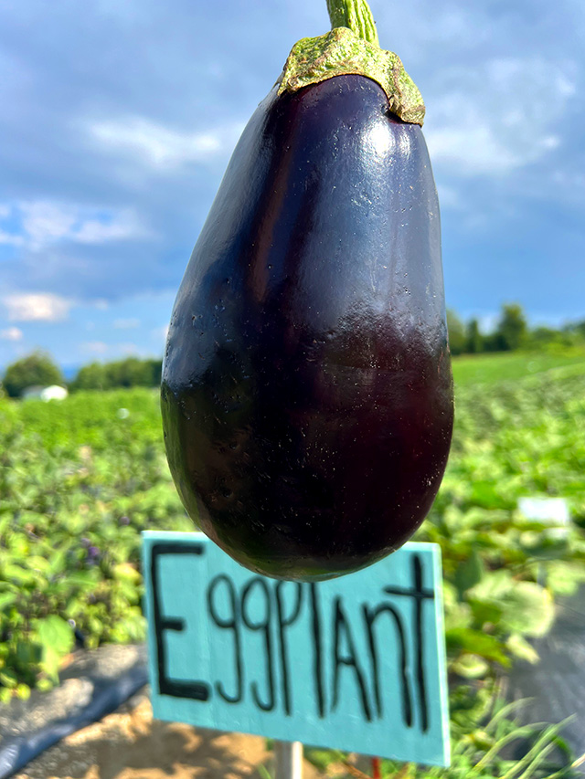 A Quiet Time on the Farm, Perfect for Picking Your Own Eggplant, Peppers,  Flowers, Herbs; Regional Peaches, Apricots, Plums; Coffees, Slushees,  Donuttees.