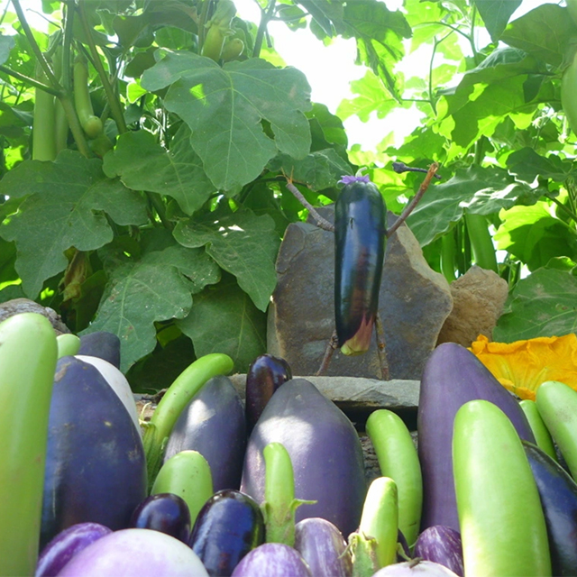 Eggplants and Peaches